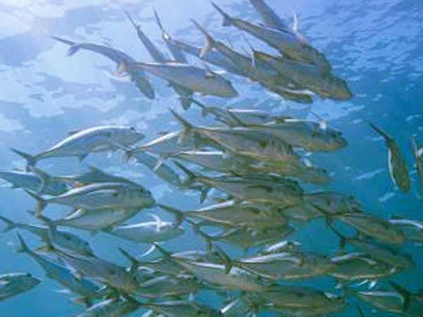Jackfish